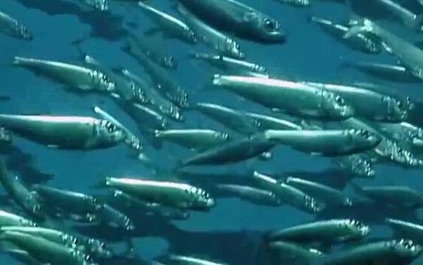 沙丁鱼是什么鱼?