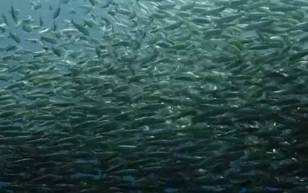 沙丁鱼是什么鱼?