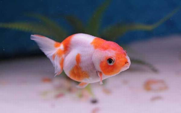 鱼的记忆真的只有7秒吗?