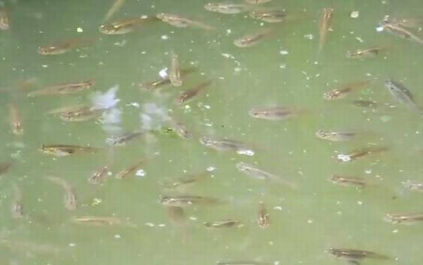 食蚊鱼是什么鱼?