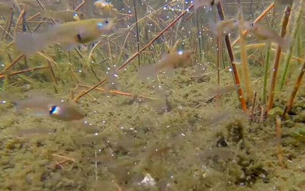 食蚊鱼是什么鱼?