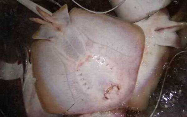 赤魟鱼是什么鱼?