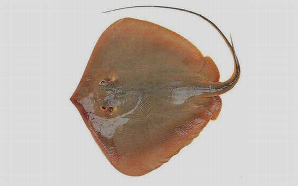 赤魟鱼是什么鱼?