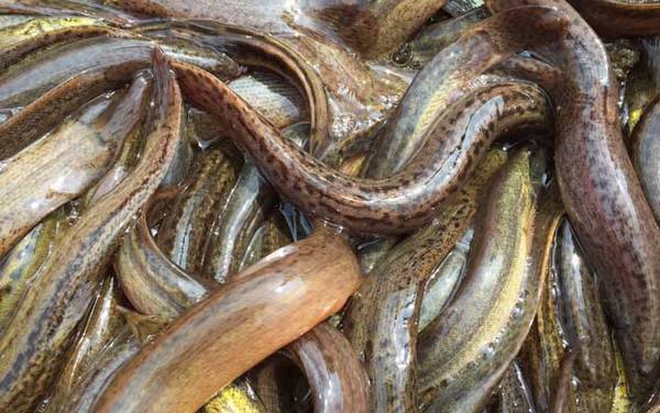 泥鳅养殖周期是多久?