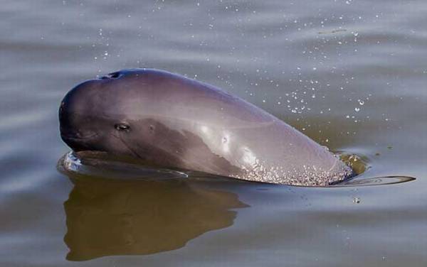 海猪是什么动物?