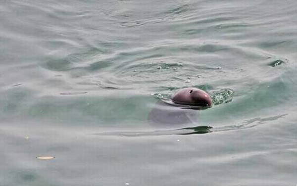 海猪是什么动物?