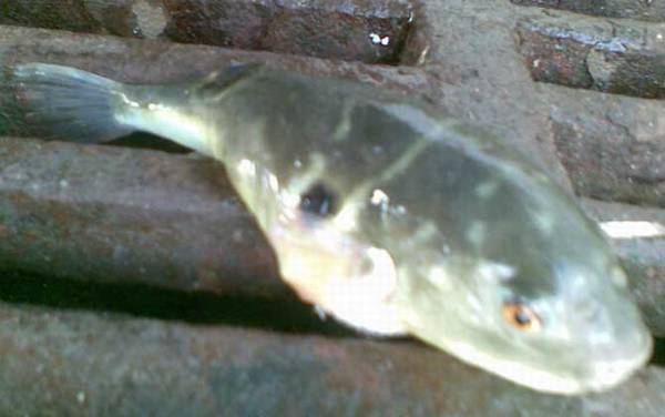 ������ʲô���