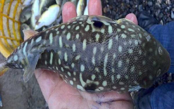 ������ʲô���