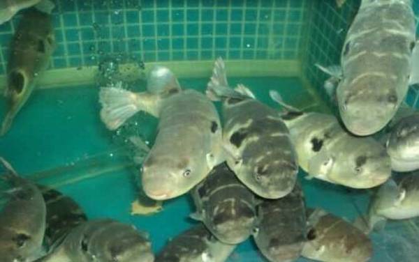 ������ʲô���