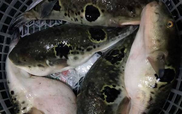 ������ʲô���