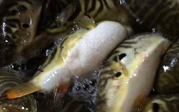 ������ʲô���