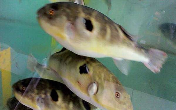 河豚产地在哪里?