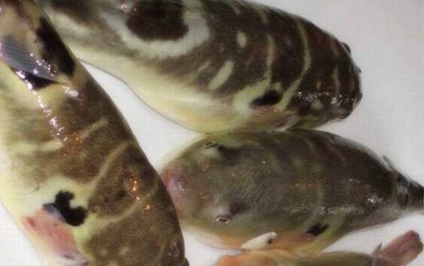 河豚产地在哪里?