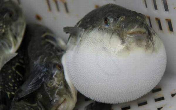 河豚产地在哪里?