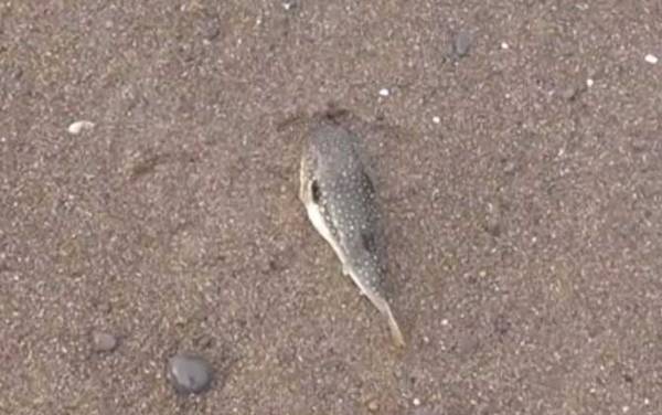 河豚毒素是一种什么毒?