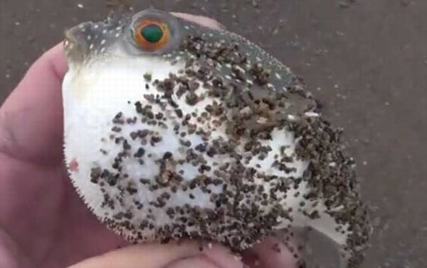 河豚毒素是一种什么毒?