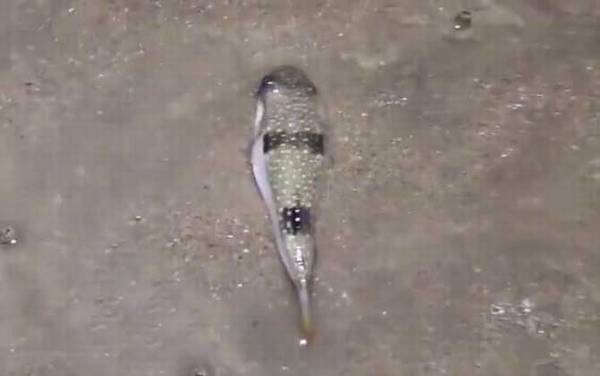 河豚毒素是一种什么毒?