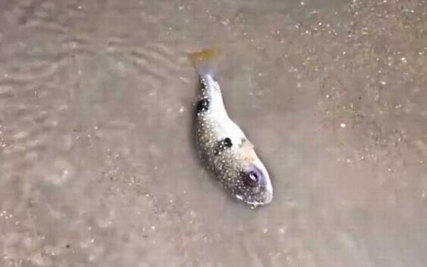 河豚毒素是一种什么毒?