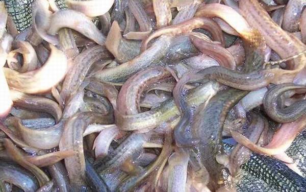 泥鳅养殖周期是多久?