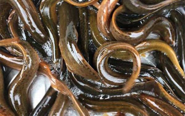 女生为什么不能吃泥鳅?