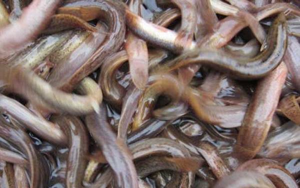 为什么不建议放生泥鳅?