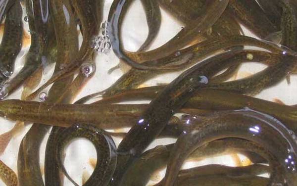 为什么不建议放生泥鳅?