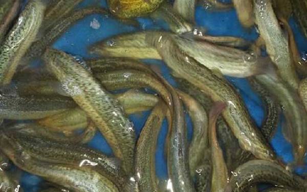 为什么不建议放生泥鳅?