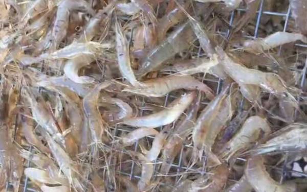 河虾怎么洗简单又干净?