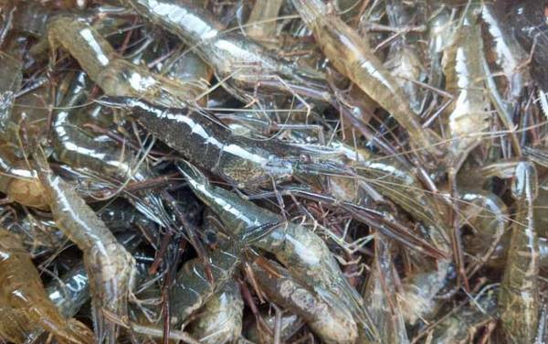 河虾怎么洗简单又干净?