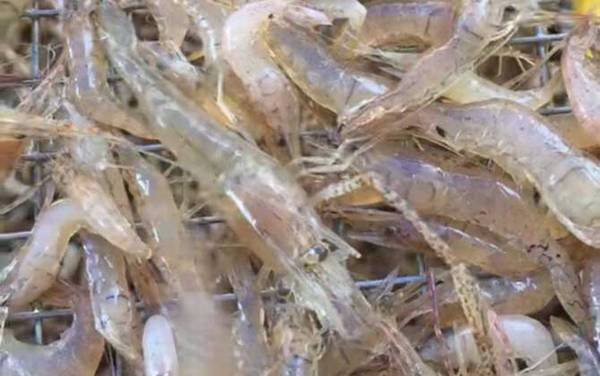 河虾是什么动物?