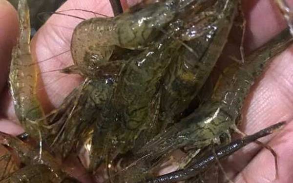 河虾是什么动物?