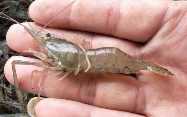 河虾吃什么食物?