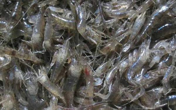 河虾吃什么食物?