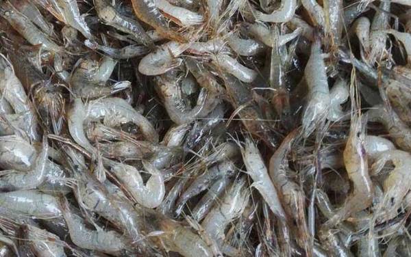 河虾怎么洗简单又干净?