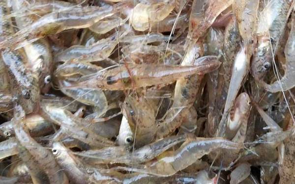 河虾怎么洗简单又干净?