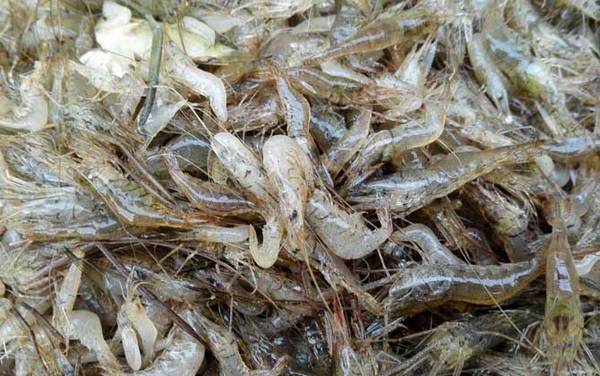 河虾怎么洗简单又干净?