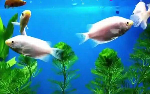 接吻鱼怎么养才不容易死?