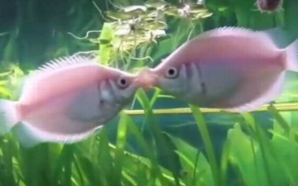 接吻鱼怎么养才不容易死?