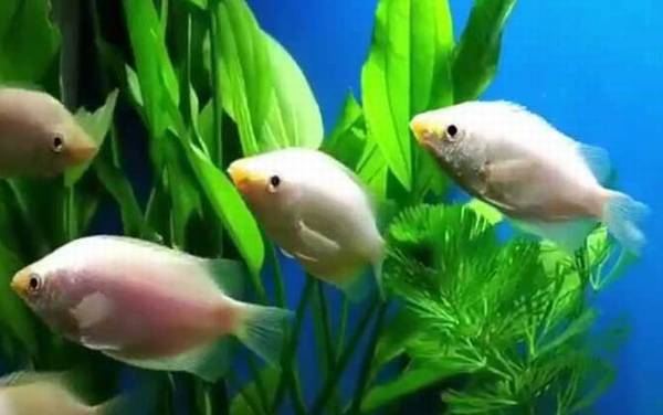 接吻鱼怎么养才不容易死?