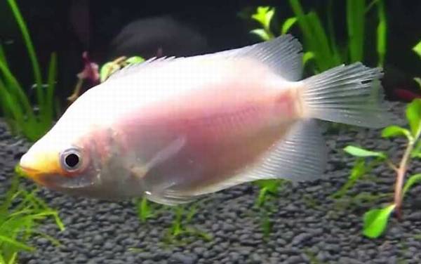 接吻鱼为什么接吻?