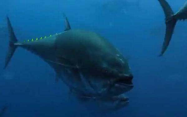 金枪鱼产地是哪里?