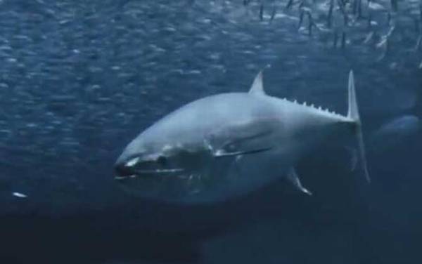 金枪鱼产地是哪里?