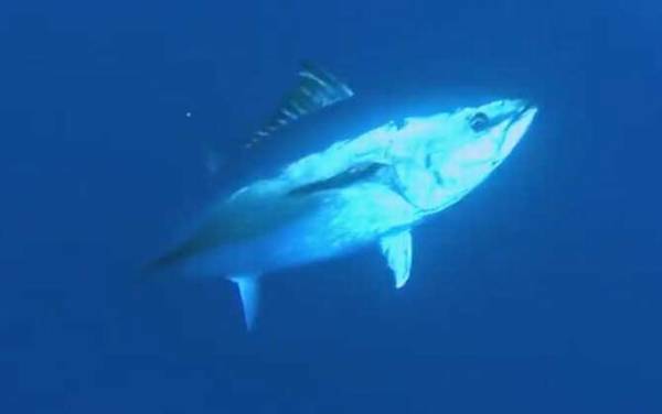 蓝鳍金枪鱼价格多少钱一斤?