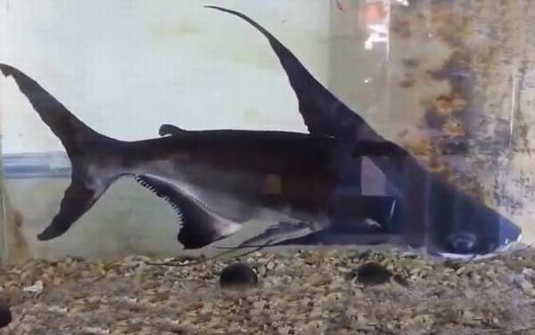 ��ˮ������ʲô�㣿