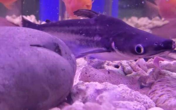 ��ˮ������ʲô�㣿