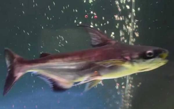 ��ˮ������ʲô�㣿