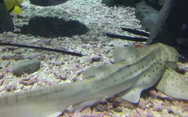 狗鲨是什么鲨鱼?
