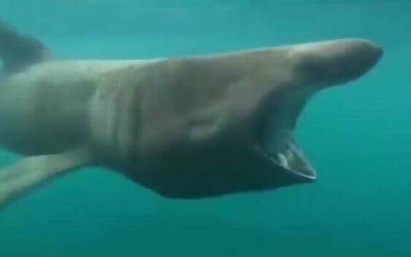 姥鲨是什么鲨鱼?