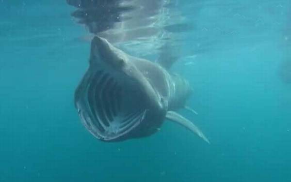 姥鲨是什么鲨鱼?