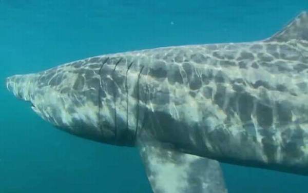 姥鲨是什么鲨鱼?